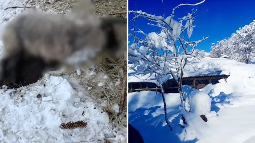 Los animales se están muriendo: Vecinos de Alto Biobío relatan las consecuencias de la acumulación de nieve 