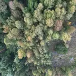 Bosques precordillera Quilleco, Fredy Muñoz / Archivo La Tribuna
