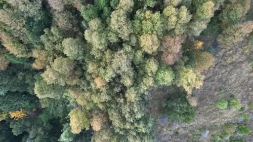 Recuperación de los bosques