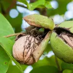Huertos de nogales en la zona sur, afectados por la caída temprana del fruto a causa de la Xanthomonas arborícola.