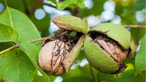Peste Negra en nogales: brote amenaza la producción de nueces entre Maule y Biobío