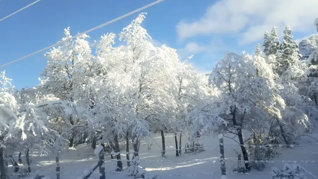 Manto de nieve en Alto Biobío, Cedida