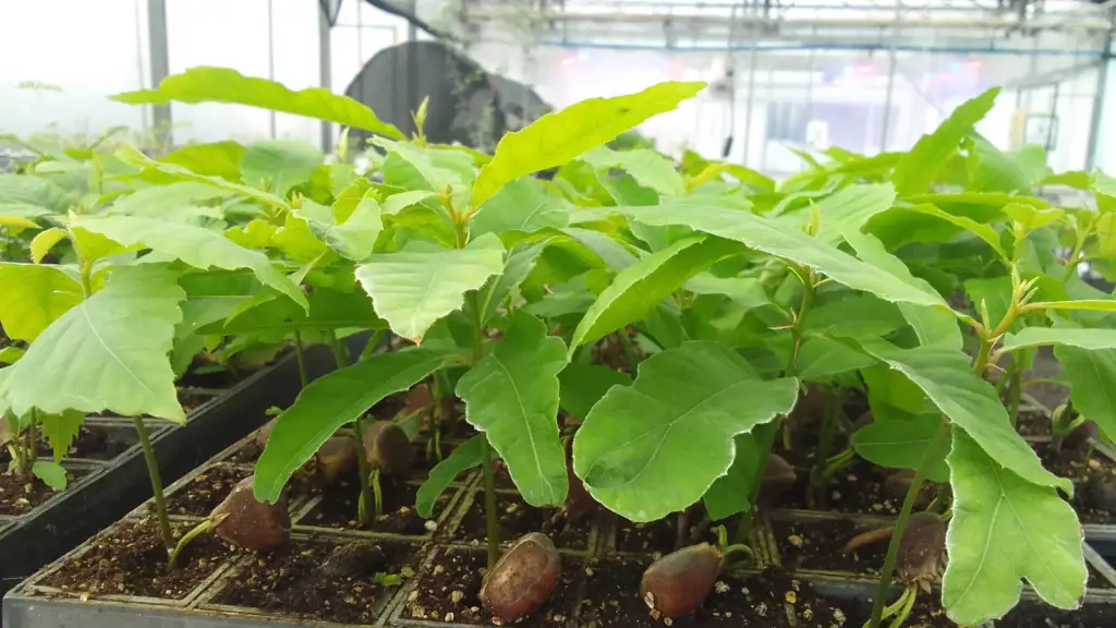 Castanea sativa Mill. / CMPC