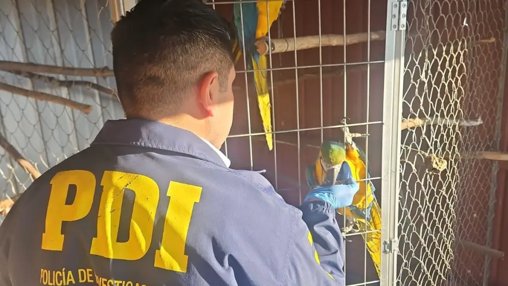 Guacamayos están dentro de los animales recuperados por la PDI, PDI Biobío