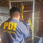 Guacamayos están dentro de los animales recuperados por la PDI, PDI Biobío
