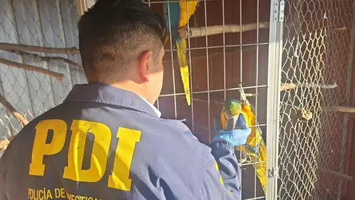 Rescatan a 25 animales exóticos que eran mantenidos en deficientes condiciones en Coronel
