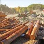 Los aranceles adicionales impuestos por Estados Unidos afectarán la comercialización de productos forestales clave como molduras, plywood de pino radiata, puertas, paneles encolados y madera Finger Joint.