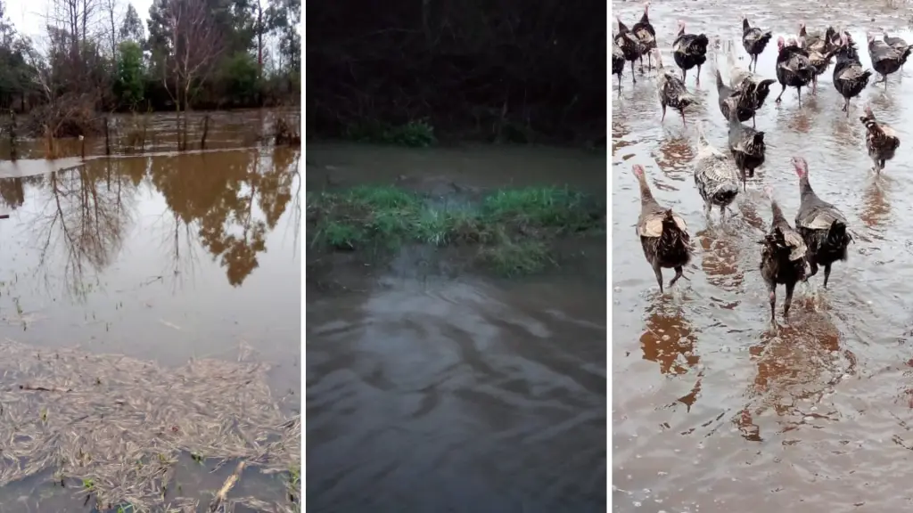 Inundaciones en Dicahue dejan familias aisladas y pérdidas agrícolas en Los Ángeles, La Tribuna