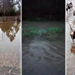 Inundaciones en Dicahue dejan familias aisladas y pérdidas agrícolas en Los Ángeles, La Tribuna