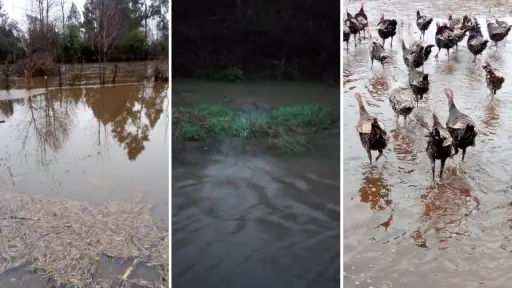 Inundaciones en Dicahue dejan familias aisladas y pérdidas agrícolas en Los Ángeles