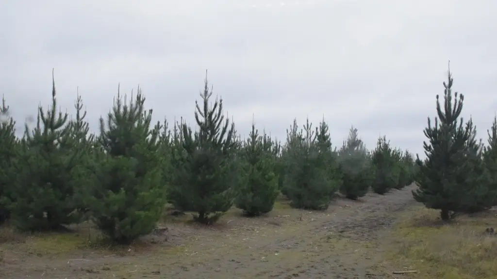 Plantaciones de pino, Archivo La Tribuna