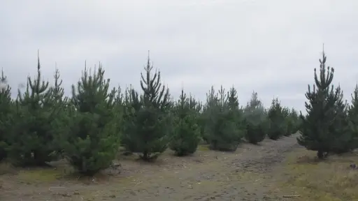 Un arancel que trasciende al sector forestal