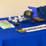 Droga incautada en plaza Teodoro Smith, PDI Araucanía