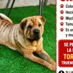 La familia mantiene la esperanza de encontrar a la perrita, extraviada desde la madrugada del domingo en el sector Hacienda Las Cruces., Cedida
