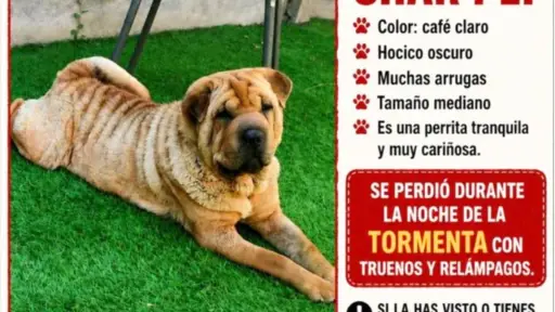 Familia busca a perrita Shar Pei que escapó durante el sistema frontal en Los Ángeles