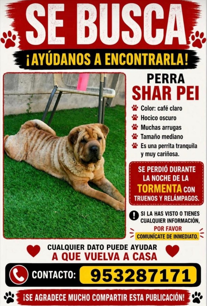 Afiche difundido por la familia para ayudar a encontrar a la perrita. / Cedida