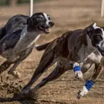 Se pospone nuevamente el debate sobre la prohibición de carreras de galgos en Chile, internet