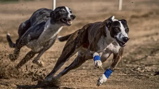 Se pospone nuevamente el debate sobre la prohibición de carreras de galgos en Chile