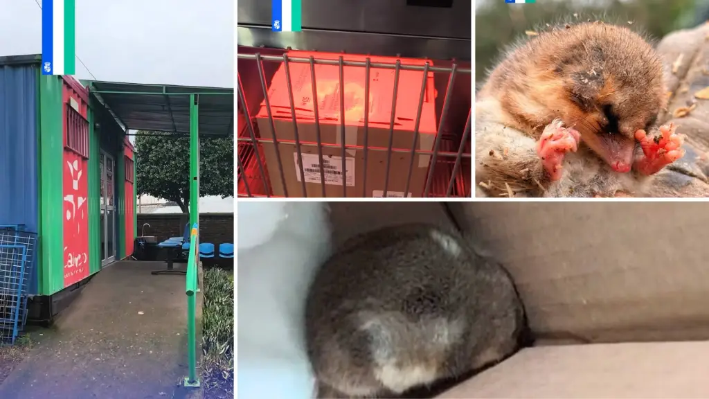 La Veterinaria Municipal de Cabrero brindó la primera atención al ejemplar antes de su traslado a un centro especializado en fauna silvestre., Municipalidad de Cabrero