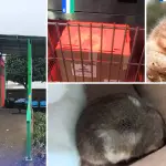 La Veterinaria Municipal de Cabrero brindó la primera atención al ejemplar antes de su traslado a un centro especializado en fauna silvestre., Municipalidad de Cabrero