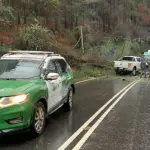 Ruta de la Madera , Contexto - Diario Concepción | Genérica