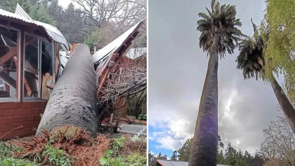 Palmera de más de 300 años cayó sobre dos viviendas en Yumbel , Rere Pueblo Mágico | Facebook
