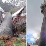 Palmera de más de 300 años cayó sobre dos viviendas en Yumbel , Rere Pueblo Mágico | Facebook