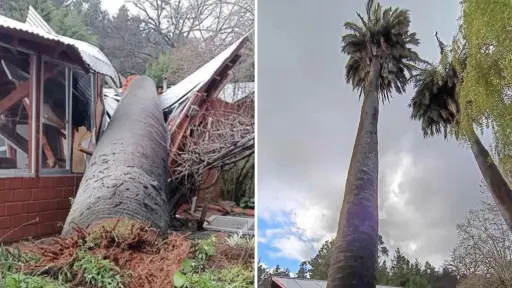 Palmera de más de 300 años cayó sobre dos viviendas en Yumbel 