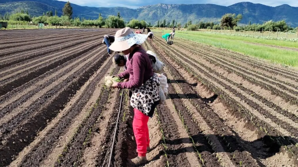 Los cerca de 50 focos activos de mosca de la fruta en Chile ponen en riesgo el patrimonio fitosanitario del país y la competitividad internacional del rubro de exportación nacional.