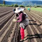 Los cerca de 50 focos activos de mosca de la fruta en Chile ponen en riesgo el patrimonio fitosanitario del país y la competitividad internacional del rubro de exportación nacional.