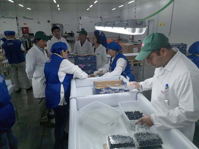 Los cerca de 50 focos activos de mosca de la fruta en Chile ponen en riesgo el patrimonio fitosanitario del país y la competitividad internacional del rubro de exportación nacional. / Portal Agro Chile