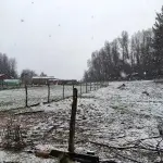 Nieve en Nacimiento 5, Cedida