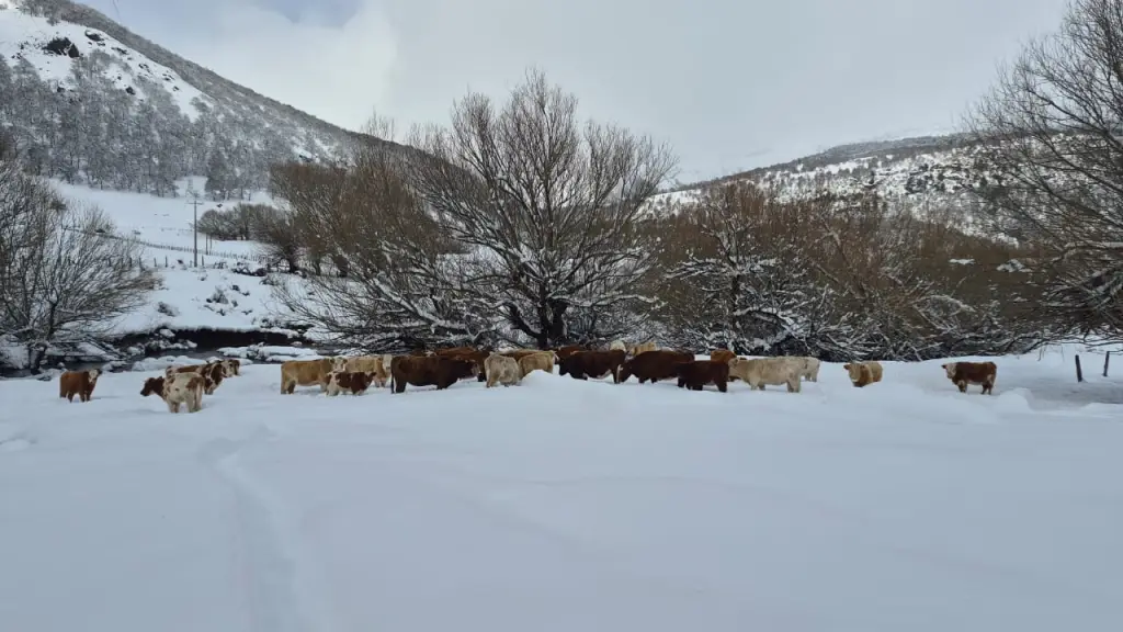 Nieve en Alto Biobío, Cedida