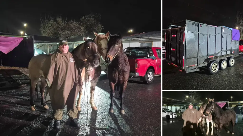 Carabineros recuperó tres caballos cuyos responsables no pudieron acreditar su procedencia durante la fiscalización., @CarabBioBio