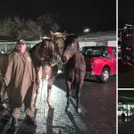 Carabineros recuperó tres caballos cuyos responsables no pudieron acreditar su procedencia durante la fiscalización., @CarabBioBio
