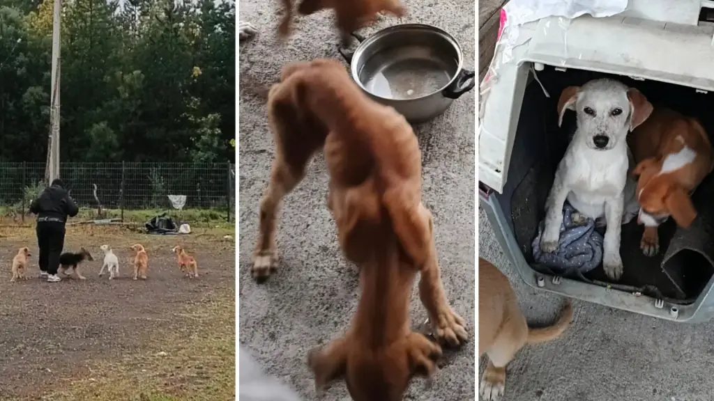 Seis cachorros fueron abandonados en sede social de Los Ángeles: Arriesgan ser retirados del lugar antes del fin de semana, La Tribuna