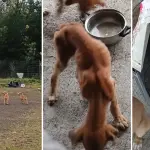 Seis cachorros fueron abandonados en sede social de Los Ángeles: Arriesgan ser retirados del lugar antes del fin de semana, La Tribuna
