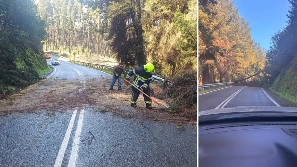 El árbol obstaculizó la circulación vehicular en una curva ubicada antes del sector Casas Blancas., Comunidad San Rosendo