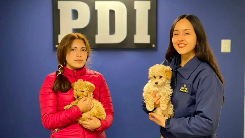 Los perros fueron devueltos a su propietaria, PDI Biobío