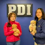 Los perros fueron devueltos a su propietaria, PDI Biobío