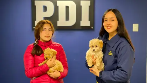 De vuelta con su dueña: PDI recupera dos perros poodle sustraídos en Lebu