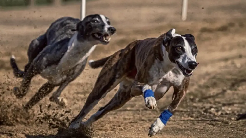 Perros galgos, Archivo