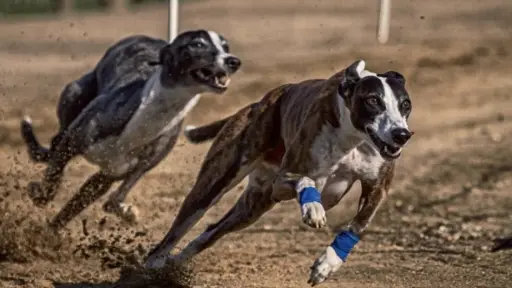 Carreras de galgos: diputados del Distrito 21 fijan posiciones tras avance de prohibición