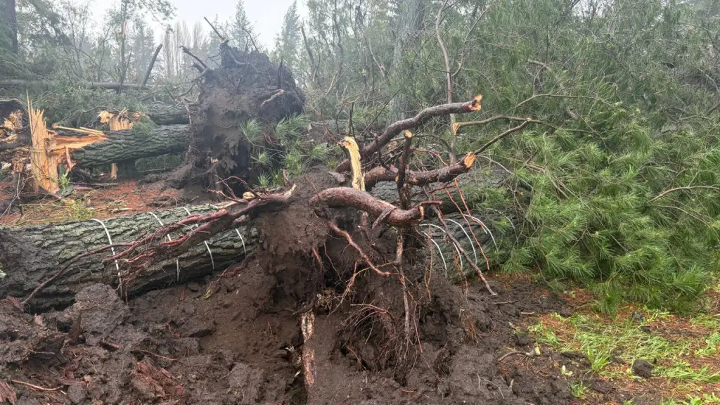 Meteorólogo Elio Brufort confirmó que el fenómeno registrado en Yungay corresponde a un tornado, preliminarmente EF0, aunque sus daños deben ser evaluados en terreno., cedida