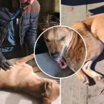 Casos de distemper, Orejitas Solidarias