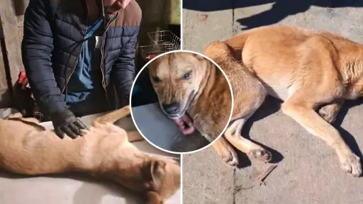 Reportan aumento de casos graves de distemper en perros callejeros de Los Ángeles 