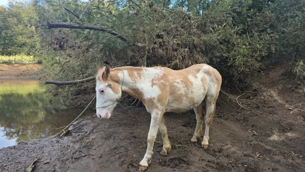 Potrillo recuperado por la PDI en Angol, PDI Araucanía