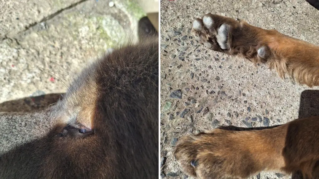 Más de 500 reportes de distemper y 231 perros fallecidos registra catastro en Los Ángeles, La Tribuna