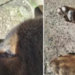 Más de 500 reportes de distemper y 231 perros fallecidos registra catastro en Los Ángeles, La Tribuna
