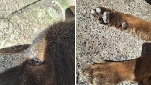 231 perros fallecidos y más de 500 reportes de distemper registra catastro en Los Ángeles